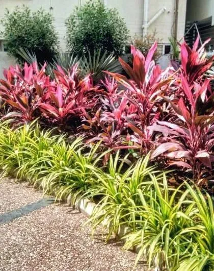 Attention to detail is key in our planting designs. For this project in Hyderabad, we created a layered look with bright green spider plants in the foreground and deep red cordyline plants behind for a rich, colorful border.