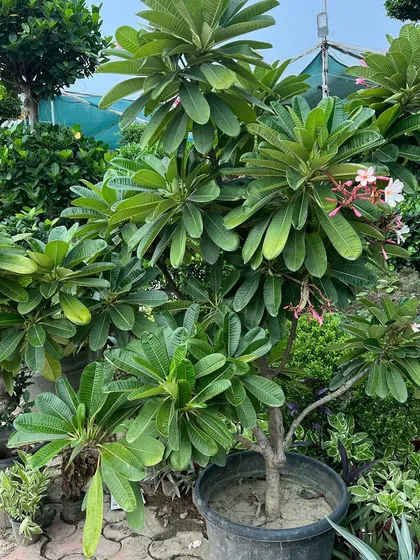 Humare premium landscaping plants se apne garden ko transform kijiye. Humare paas bade size ke ped, decorative shrubs, aur exotic plants hain. Yeh Plumeria ka plant dekhiye.