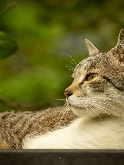 A beautiful profile shot of the tabby cat, looking thoughtfully into the distance.