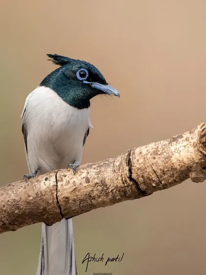 A friendly 'Hi' from an Asian Paradise Flycatcher. Its crest and eye-ring are beautifully detailed in this shot.
