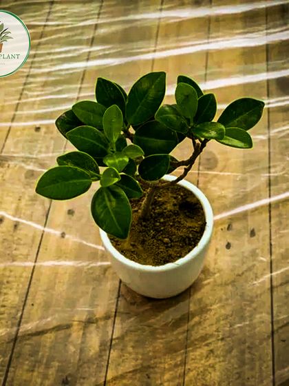 This is a young Ficus plant, a versatile and popular choice for indoor greenery. Potted in a simple white ceramic pot, it's an affordable and stylish option to start your indoor plant collection.