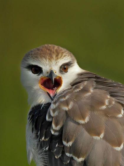 A close-up of a Black-winged Kite calling out, its mouth open in a heart shape.