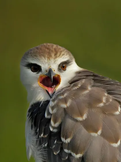 A close-up of a Black-shouldered Kite, seemingly calling out. The intense gaze and open beak create a dynamic and engaging portrait.