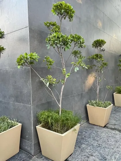 Another view of the exterior planting at the Ashok Vihar commercial building. The uniform planters and trees create a clean, professional look along the sidewalk.