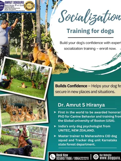 Socialization is more than just letting dogs play; it's a structured process. At my school, dogs learn to interact calmly in a pack, which builds their confidence and helps them feel secure in new situations. This is crucial for a well-adjusted dog.