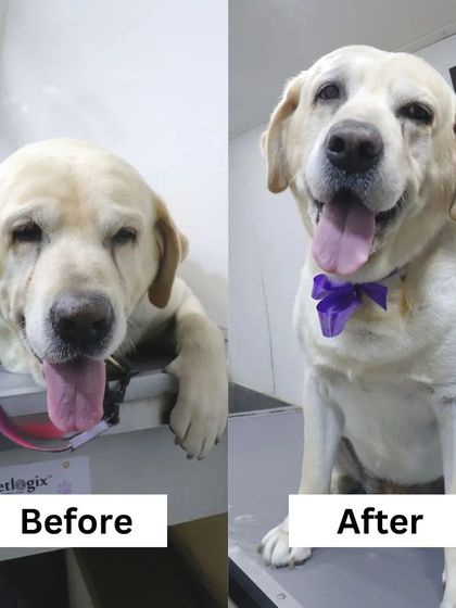 At Petlogix, they don't need a leash, they just love being here. This Labrador's relaxed 'before' and happy 'after' says it all.