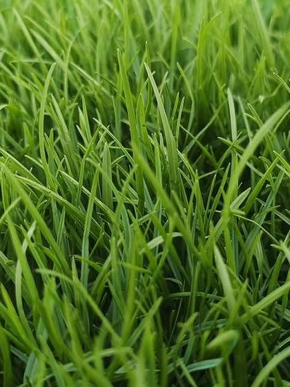 An extreme close-up of the blades of Korean Natural Grass. Its fine texture is what makes it so soft to the touch.