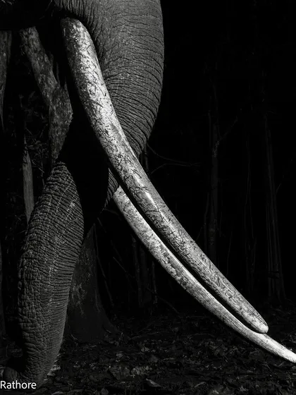 A close-up of the magnificent tusks of an Indian Elephant, with the light catching their texture against a dark forest background.