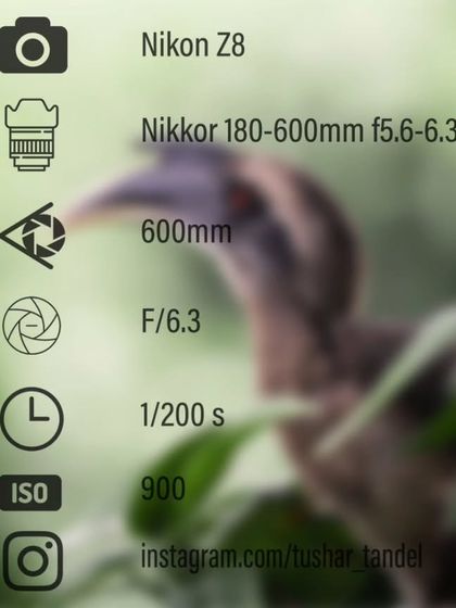 Avian Portraits: The Birds of India photo 54