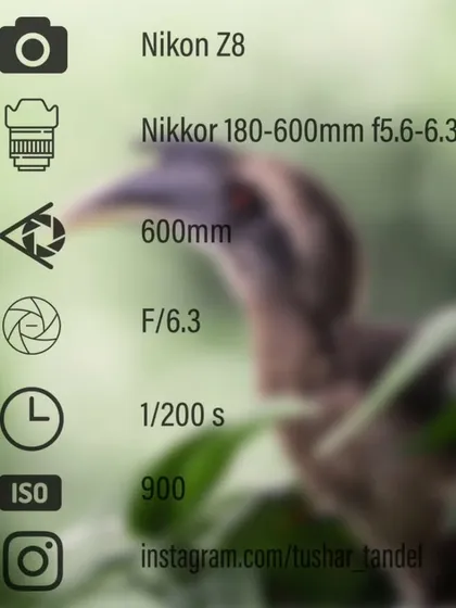 A close-up portrait of an Indian Grey Hornbill, captured right in the heart of Mumbai.