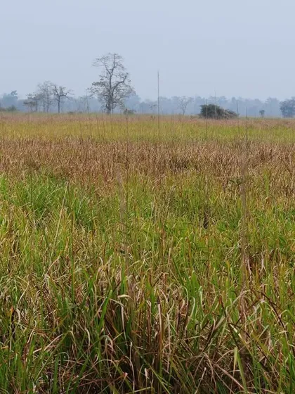 Wild water buffaloes graze in the tall grasslands of Kaziranga, a prime tiger landscape in Northeast India. The presence of such large prey is essential for a healthy tiger population.