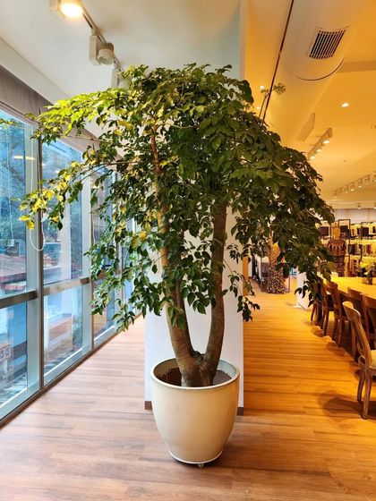 Statement Trees & Lobby Installations photo 6