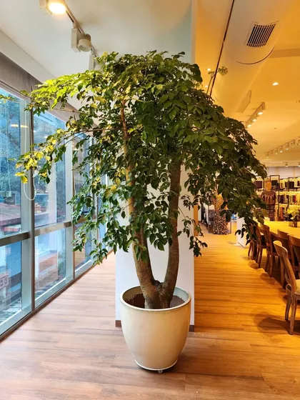 This giant Emerald Tree, or Radermachera Sinica, instantly transforms this bright, modern space. Its delicate, lush canopy adds a huge dose of nature and creates a calming atmosphere next to the large windows.