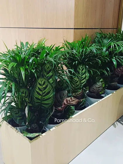 I love creating beautiful plant combinations that bring together different textures and shades of green. This arrangement features a mix of Areca Palms and Calathea, designed to create a lush, tropical feel in a simple wooden planter.