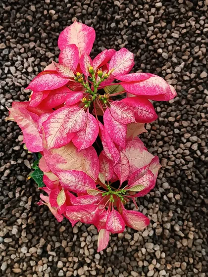The Poinsettia season is here. This variety shows off beautiful pink and cream bracts, a festive twist on the classic red.