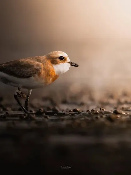 A Sand Plover pauses on the shore, its orange breeding plumage glowing in the soft light.