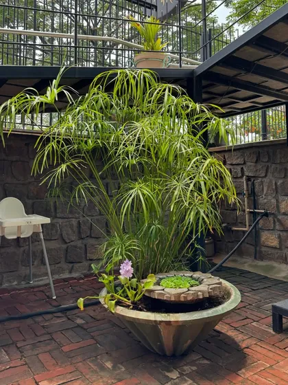 A tranquil corner featuring a small, self-contained water feature. A large bowl holds an Umbrella Palm and floating water hyacinths, creating a miniature pond that adds a touch of serenity to this brick patio.