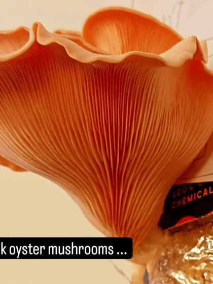 We cultivated these beautiful pink oyster mushrooms from a simple kit. This farm-to-table experiment allowed the children to observe the fascinating life cycle of fungi up close.
