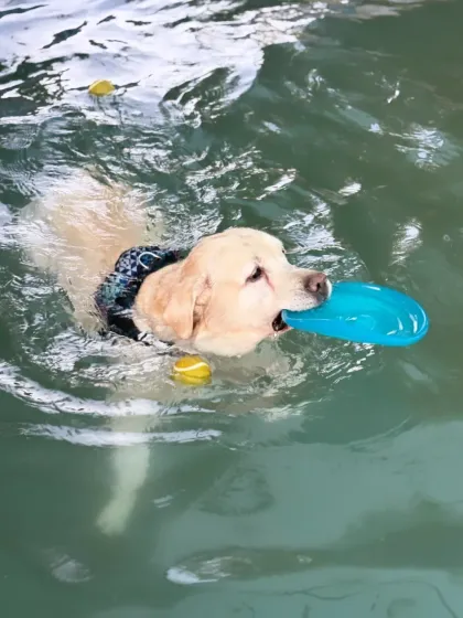A successful fetch. This Labrador proudly holds his toy after a swim, surrounded by tennis balls ready for the next round.
