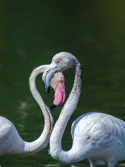 A chance encounter creates a perfect heart shape between two Greater Flamingos. Nature often presents these fleeting symbols of love and connection if we are there to witness them.
