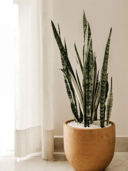 The Snake Plant, or Sansevieria, is one of the hardiest and most stylish houseplants. Here it is potted in a classic terracotta planter, a timeless look for any modern or rustic interior.