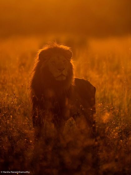 The King of Rongai, a magnificent male lion, bathed in the molten gold of a Masai Mara dawn. We chase these fleeting moments of perfect light.