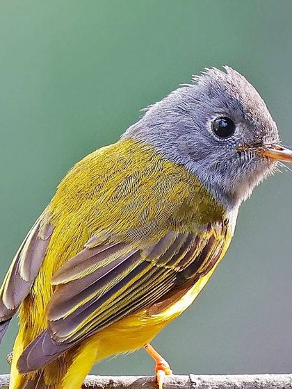 A portrait of a Gray-headed Canary Flycatcher. The soft gray of its head transitions smoothly into the bright yellow of its body, with its large, dark eye as the focal point.