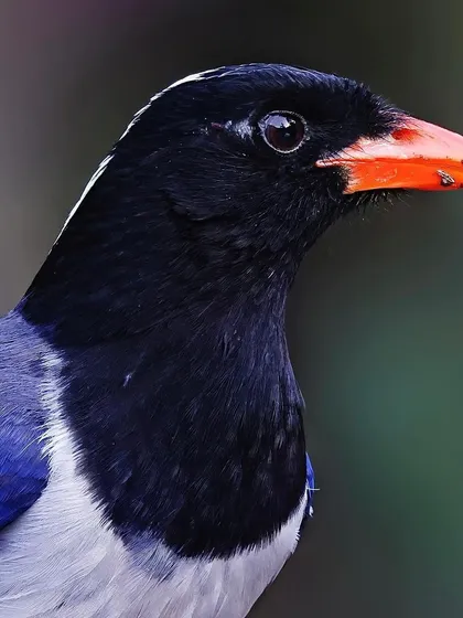 A portrait of a Red-billed Blue Magpie, showing the fine details of its black head feathers and the bright orange of its beak, with hints of food remaining.