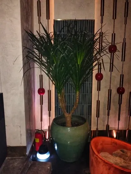 A tall Dracaena in a green ceramic pot adds a touch of sophistication to this lounge area. We carefully select plants and planters that match the interior decor and lighting of the space.