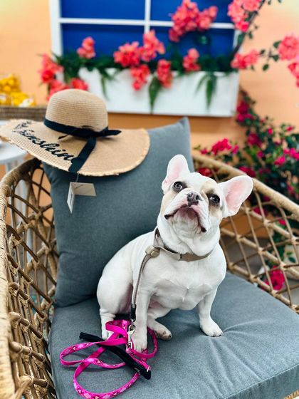 Tulsa Dog Trainer - Immersive Board & Train Programs Board & Train Graduates photo 58