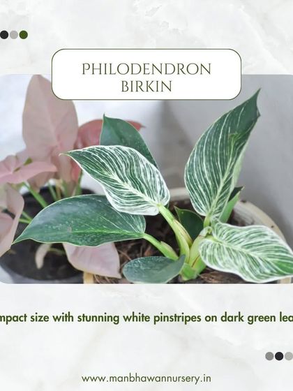 The Philodendron Birkin is a stunning variety with white pinstripes on dark green leaves. Its compact size makes it a perfect desk plant.