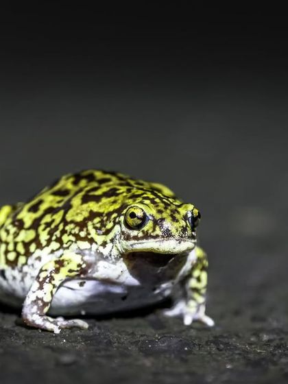 The vibrant yellow and black patterns of a Marbled Balloon Frog, one of the most striking amphibians found in our region.