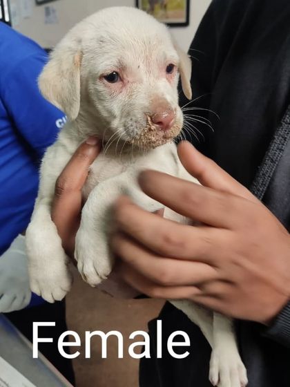 A clear portrait of the little white female pup, ready to be adopted into a loving home.