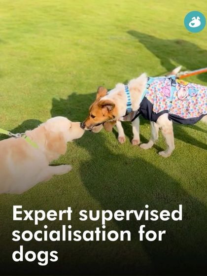 Garima Tomar - Dog Socialization & Group Activities Behind the Scenes: My Life with Dogs photo 37