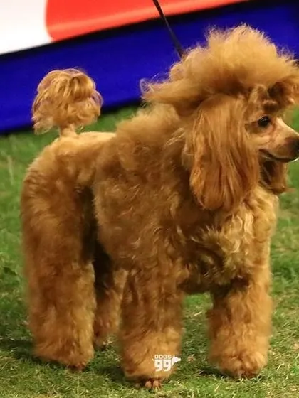 A perfect example of a breed-standard Poodle cut. This style requires precision and an expert understanding of the breed's coat and structure, resulting in a look that is both elegant and ready for the show ring.