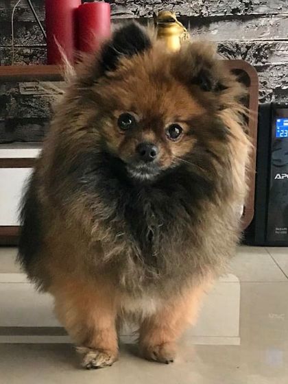 This little Pomeranian is about to have her first taste of a KuBi meal. I offer trial meals to help you find the perfect dish that your pet will love.