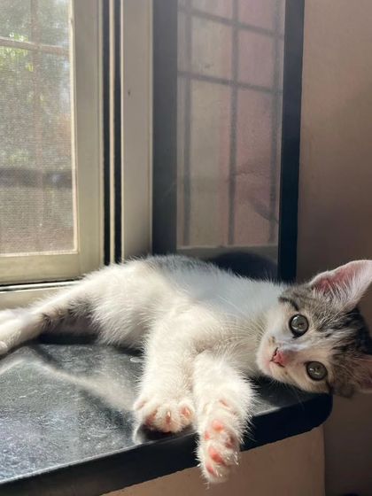 Here are more of the lovely cats I've had the pleasure of sitting. Each one has a unique personality, and I tailor my care to make them feel comfortable, from playful kittens to serene seniors.