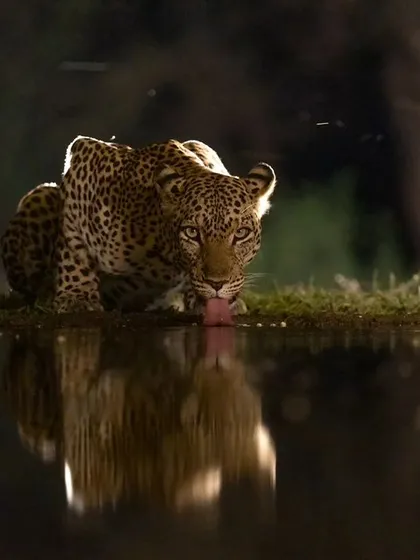 A beautiful leopard at a night hide in Africa. These setups allow for intimate, well-lit portraits of nocturnal animals.