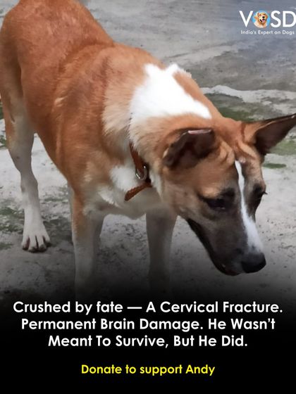 A cervical fracture and permanent brain damage meant Andy wasn't supposed to survive. But he did. He now lives a happy life with us, though he will always need specialized care.