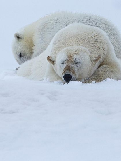 A polar bear mother and her cub cuddling together in the snow to conserve energy. This is a tender moment that showcases the strong maternal bonds in the animal kingdom.