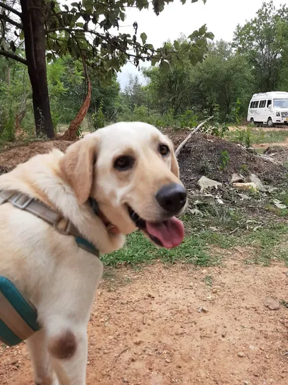 A close-up of a happy Labrador during an outdoor workshop. You can see the joy in his face.