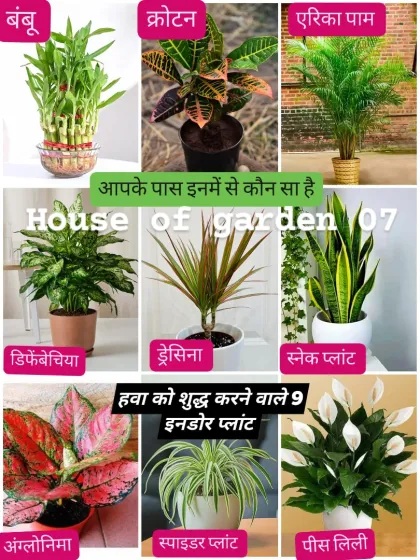 I believe in sharing knowledge, not just selling plants. This guide shows you nine of the best indoor plants for purifying the air in your home, including popular choices like the Snake Plant, Peace Lily, and Areca Palm.