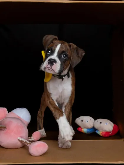A curious boxer puppy in a studio box setup. The simple, dark background makes his expressive face and brindle coat pop.