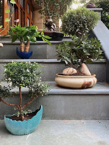 Even a staircase can become a beautiful garden feature. Here, I've styled the steps with a collection of bonsai and other small potted plants in unique ceramic planters, adding a touch of green to an often-overlooked space.