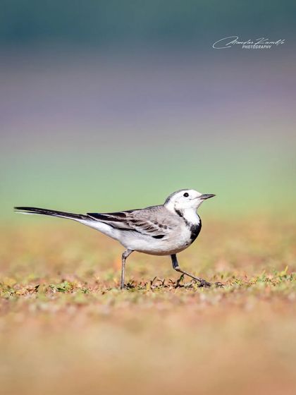 Portraits of the Wild photo 45