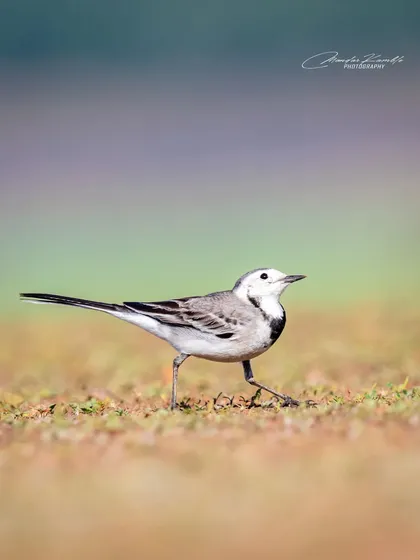 A White Wagtail walking across a lawn. The colourful, out-of-focus background adds a beautiful wash of colour to this simple scene.
