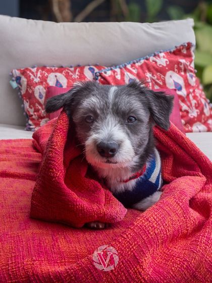 All wrapped up and cozy. This little one, wrapped in a blanket on the couch, shows how comfortable pets are during at-home shoots.