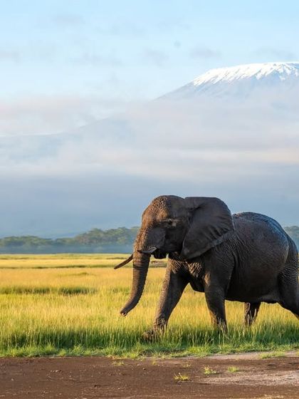 An elephant walking with the magnificent Mount Kilimanjaro as a backdrop. This is the signature shot of any Amboseli safari.
