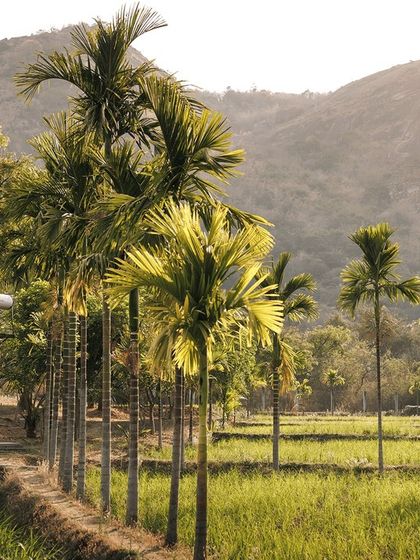 A view of the Rustic Organic Farm, where you can stay in beautiful mud cottages surrounded by lush paddy fields and areca nut palm trees.