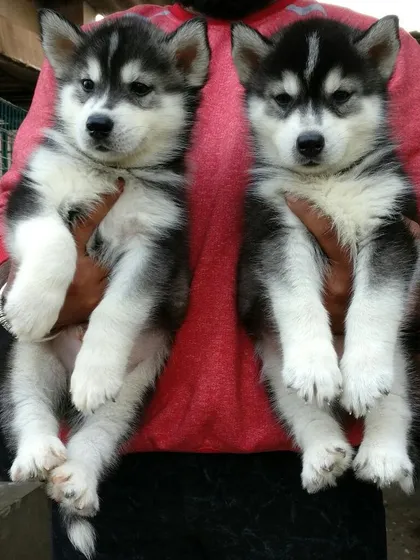 Meet two of our beautiful Siberian Husky puppies, showcasing their distinct markings and bright eyes. We work with ethical breeders to ensure all our purebred puppies, including these energetic and intelligent huskies, are healthy and well-socialized.